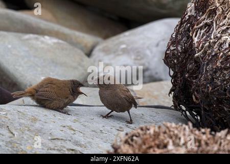 Cobb's Zorn (Troglodytes cobbi), erwachsener Junge, der unter Felsbrocken am Strand, Sealion Island, Falkland Islands, jung füttert. Dezember. Stockfoto