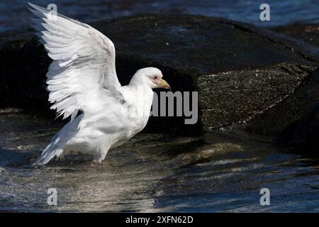 Blasssichtiger Hüftschnabel (Chionis albus), der nach dem Baden in einem Felsenbecken auf Bleaker Island, Falklandinseln, Flügel schlägt. Dezember. Stockfoto