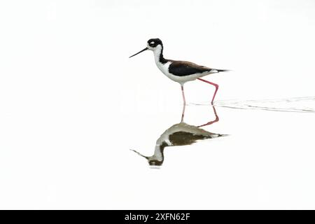 Schwarzhalsstelze (Himantopus mexicanus) spiegelt sich im Wasser, Palo Verde Nationalpark, Costa Rica. Stockfoto