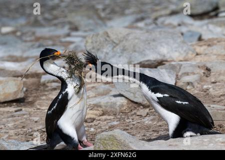 Kaiserliche Kumpel (Phalacrocorax atriceps albiventer), der versucht, Nistmaterial von einem anderen Erwachsenen zu stehlen, Sealion Island, Falkland Islands, Dezember. Stockfoto