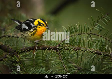 Blackburnian Seebrücker (Setophaga fusca) New Brunswick, Kanada. Mai Stockfoto