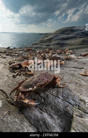 Von Vögeln gesammelte Krabbenschalen auf Little Ship Rock Island, Nova Scotia, Kanada, im September. Stockfoto