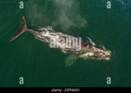 Luftaufnahme eines Nordatlantischen Glattwals (Eubalaena glazialis), Bay of Fundy, Kanada, September Stockfoto