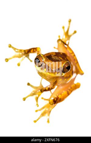 Sanduhr Treefrog (Dendropsophus ebraccatus) auf weiß fotografiert. Tortuguero Nationalpark, Costa Rica, November. Stockfoto