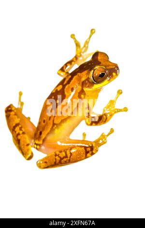 Sanduhr Treefrog (Dendropsophus ebraccatus) auf weiß fotografiert. Tortuguero Nationalpark, Costa Rica, November. Stockfoto