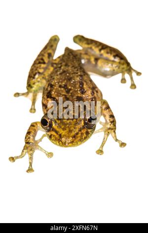 Olivenschnauzer (Scinax elaeochroa), fotografiert auf weiß. Tortuguero Nationalpark, Costa Rica, November. Stockfoto