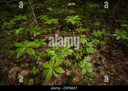 Indische Gurkenwurzel (Medeola virginiana) New Brunswick, Kanada, Juni. Stockfoto