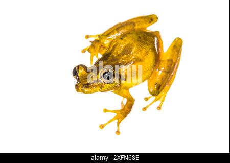 Oliven-Schnauzen-Baumstamm (Scinax elaeochroa) männlich, fotografiert auf weiß. Nationalpark Tortuguero, Costa Rica, November 2013. Stockfoto