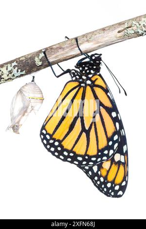 Monarchschmetterling (Danaus plexippus) aus Chrysalis, fotografiert auf weiß. New Brunswick, Kanada, September. Sequenz 8 von 8 Stockfoto