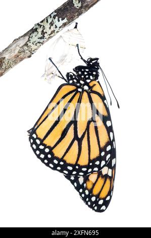 Monarchschmetterling (Danaus plexippus) aus Chrysalis, fotografiert auf weiß. New Brunswick, Kanada, September. Sequenz 7 von 8 Stockfoto