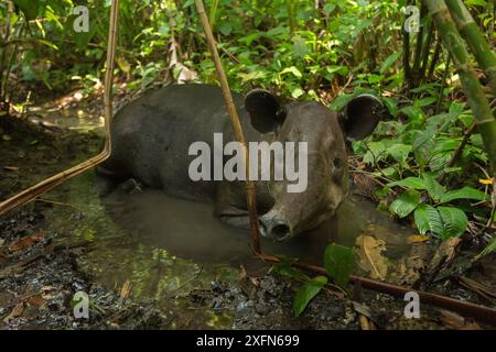 Baird's Tapir (Tapirus bairdii) Corcovado Nationalpark, Costa Rica, Mai. Gefährdet. Stockfoto