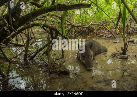 Baird's Tapir (Tapirus bairdii) ruht im Schlamm suhlen im Corcovado Nationalpark, Costa Rica, Mai. Gefährdet. Stockfoto