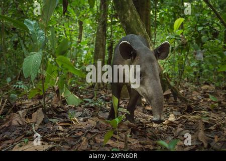 Baird's Tapir (Tapirus bairdii) Corcovado Nationalpark, Costa Rica, Mai. Gefährdet. Stockfoto