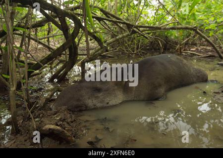 Baird's Tapir (Tapirus bairdii) in Schlammwalde, Corcovado Nationalpark, Costa Rica, Mai, gefährdet. Stockfoto