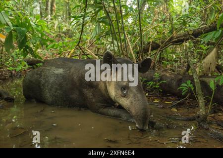 Baird's Tapir (Tapirus bairdii) ruht im Schlamm suhlen im Corcovado Nationalpark, Costa Rica, Mai. Gefährdet. Stockfoto