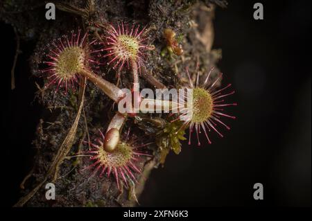 Rundblättriger Sonnentau (Drosera rotundifolia), New Brunswick, Kanada, Mai. Stockfoto