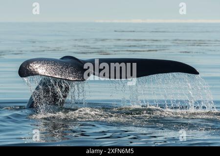 Nordatlantischer Glattwal (Eubalaena glazialis), Schwanzfels, Bay of Fundy, Kanada. Stockfoto