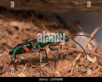 Jewel Wasp (Ampulex Kompressa) unverlierbar. Stockfoto