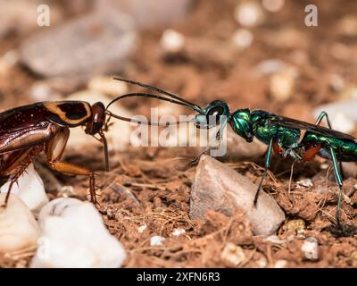 Juwelenwespe (Ampulex Kompressa) führt amerikanische Kakerlaken (Periplaneta americana) zum Nest durch Antennen. Unverlierbar. Stockfoto