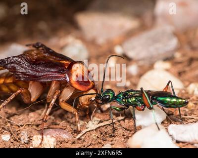 Juwelenwespe (Ampulex Kompressa) führt amerikanische Kakerlaken (Periplaneta americana) zum Nest durch Antennen. Unverlierbar. Stockfoto