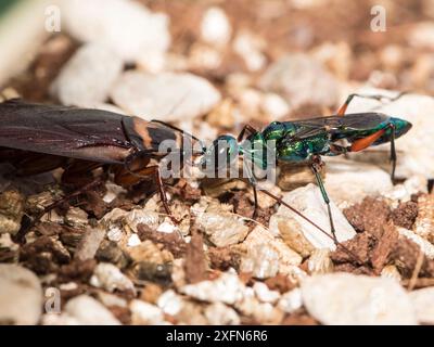 Juwelenwespe (Ampulex Kompressa) führt amerikanische Kakerlaken (Periplaneta americana) zum Nest durch Antennen. Unverlierbar. Stockfoto