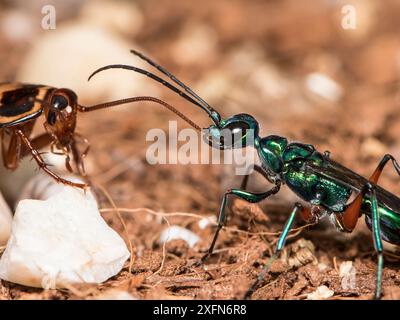 Juwelenwespe (Ampulex Kompressa) führt amerikanische Kakerlaken (Periplaneta americana) zum Nest durch Antennen. Unverlierbar. Stockfoto