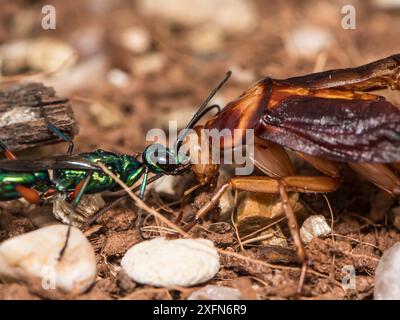 Juwelenwespe (Ampulex Kompressa) führt amerikanische Kakerlaken (Periplaneta americana) zum Nest durch Antennen. Unverlierbar. Stockfoto