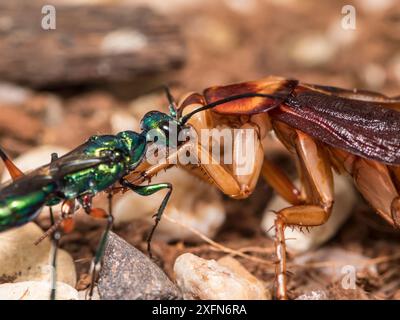 Juwelenwespe (Ampulex Kompressa) führt amerikanische Kakerlaken (Periplaneta americana) zum Nest durch Antennen. Unverlierbar. Stockfoto