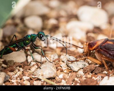 Juwelenwespe (Ampulex Kompressa) führt amerikanische Kakerlaken (Periplaneta americana) zum Nest durch Antennen. Unverlierbar. Stockfoto