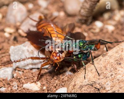 Juwelenwespe (Ampulex Kompressa) führt amerikanische Kakerlaken (Periplaneta americana) zum Nest durch Antennen. Unverlierbar. Stockfoto