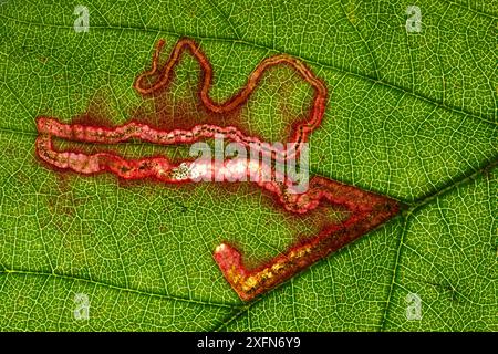 Bramble Leaf Miner Moth (Stigmella aurella) Leaf Mine, Monmouthshire, Wales, Vereinigtes Königreich. Februar Stockfoto