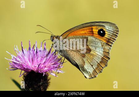 Meadow Brown Butterfly (Maniola jurtina) Fütterung von Knapweed Flower, Südwest London, Großbritannien, Juli. Stockfoto