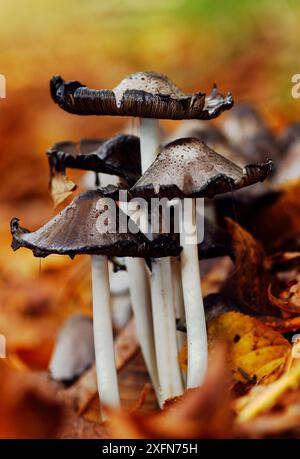 Gewöhnliche Tintendeckelpilze (Coprinus atramentarius), die sich in Tinte auflösen, unter Blattstreu. Südwest-London, England, Großbritannien, Oktober. Stockfoto