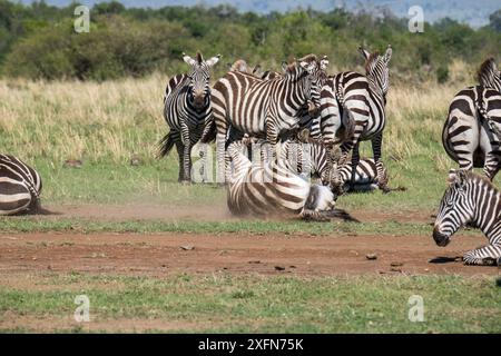 Grants Zebra (Equus burchelli granti) ruht und nimmt ein Staubbad, Masai-Mara Game Reserve, Kenia Stockfoto