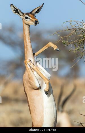 Gerenuk (Litocranius walleri) Weibchen, das auf Hinterbeinen steht, um Akazienbaum zu fressen, Samburu Game Reserve, Kenia Stockfoto