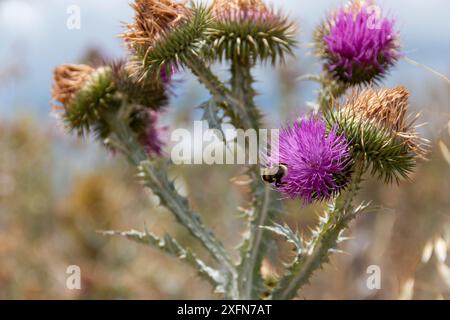 Onopordum illyricum, allgemein bekannt als Borriquero-Distel, gehört zur Familie der compositae in verschiedenen Blütestadien, die mit Honig insec bestäubt werden Stockfoto