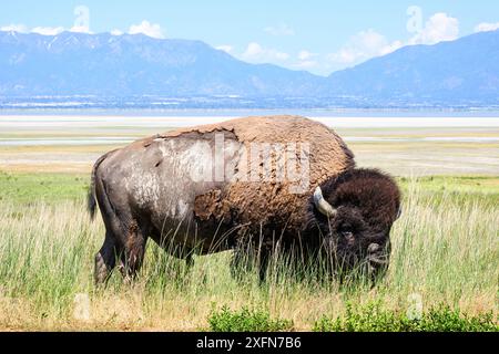 Nordamerikanischer Bulle Bison im Gras auf Antelope Isalnd am heißen Frühlingstag mit den Bergen der Wasatch Range im Hintergrund Stockfoto