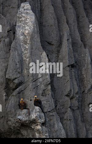 Cat Ba langurs (Trachypithecus poliocephalus) auf Klippen, endemisch auf Cat Ba Island, Ha Long Bay, UNESCO-Weltkulturerbe, Vietnam. Kritisch Gefährdet Stockfoto