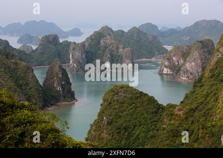 Karstinseln und Klippen, Lebensraum der endemischen Cat Ba langurs, Ha Long Bay UNESCO-Weltkulturerbe, Vietnam. Stockfoto