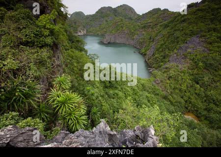 Karsthabitat der Katze Ba langurs, Ha Long Bay UNESCO-Weltkulturerbe, Vietnam. Stockfoto