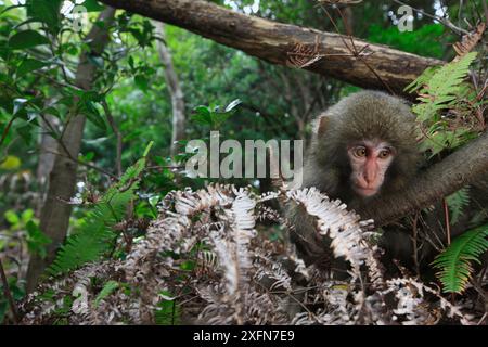 Yakushima Macaque (Macaca fuscata yakui) juvenile, Insel Yakushima, UNESCO-Weltkulturerbe, Japan. Endemisch auf der Insel Yakushima. Stockfoto