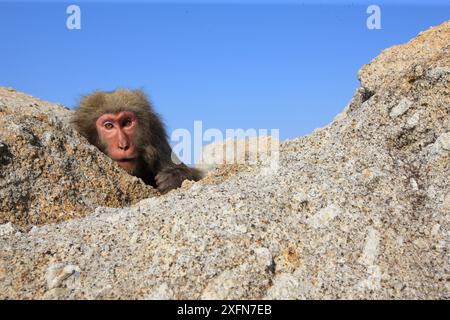 Yakushima Macaque (Macaca fuscata yakui) auf Felsen in der Nähe des Strandes, Yakushima Island, UNESCO-Weltkulturerbe, Japan. Endemisch auf der Insel Yakushima. Stockfoto