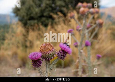 Onopordum illyricum, allgemein bekannt als Borriquero-Distel, gehört zur Familie der compositae in verschiedenen Blütestadien, die mit Honig insec bestäubt werden Stockfoto