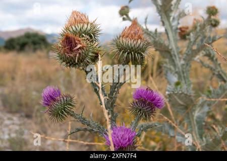 Onopordum illyricum, allgemein bekannt als Borriquero-Distel, gehört zur Familie der compositae in verschiedenen Blütestadien, die mit Honig insec bestäubt werden Stockfoto