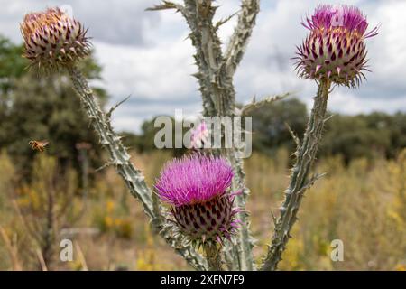 Onopordum illyricum, allgemein bekannt als Borriquero-Distel, gehört zur Familie der compositae in verschiedenen Blütestadien, die mit Honig insec bestäubt werden Stockfoto