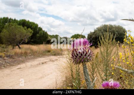 Onopordum illyricum, allgemein bekannt als Borriquero-Distel, gehört zur Familie der compositae in verschiedenen Blütestadien, die mit Honig insec bestäubt werden Stockfoto