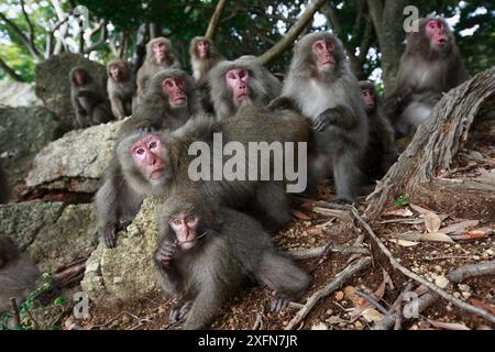 Yakushima Macaque (Macaca fuscata yakui) Gruppe, Yakushima Island, UNESCO-Weltkulturerbe, Japan. Endemisch auf der Insel Yakushima. Stockfoto