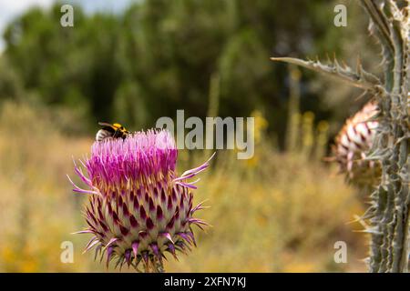 Onopordum illyricum, allgemein bekannt als Borriquero-Distel, gehört zur Familie der compositae in verschiedenen Blütestadien, die mit Honig insec bestäubt werden Stockfoto