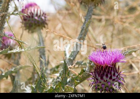 Onopordum illyricum, allgemein bekannt als Borriquero-Distel, gehört zur Familie der compositae in verschiedenen Blütestadien, die mit Honig insec bestäubt werden Stockfoto