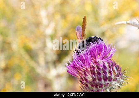 Onopordum illyricum, allgemein bekannt als Borriquero-Distel, gehört zur Familie der compositae in verschiedenen Blütestadien, die mit Honig insec bestäubt werden Stockfoto